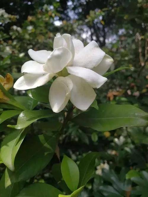 栀子花开，古诗留香 十首经典咏栀子花
