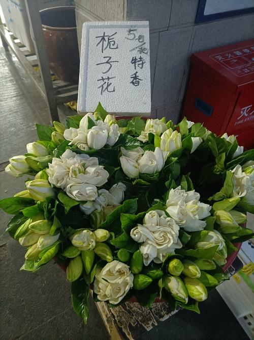 又闻栀子香 从一树芬芳到网络符号的文化溯源与媒介变迁