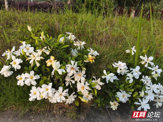 风送栀子香——萦绕在数字时代里的白色芬芳
